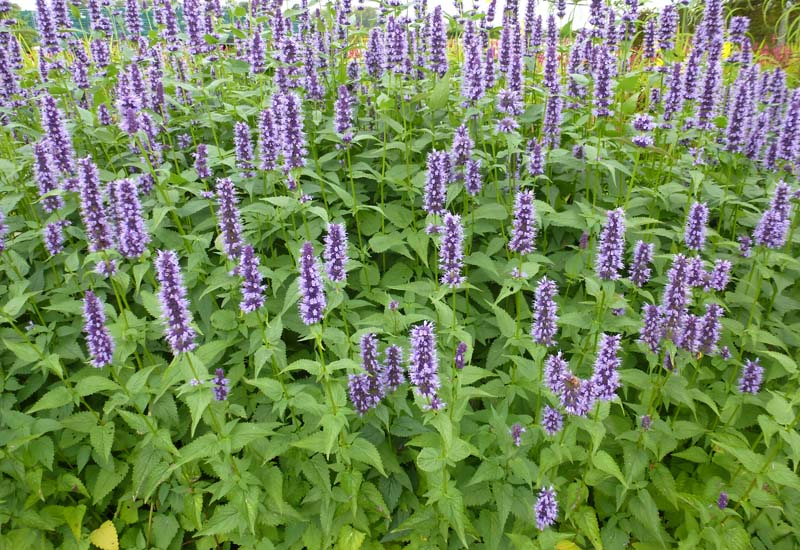 Agastache ´Black Adder´