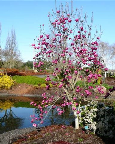 Magnólia ´Black Tulip´