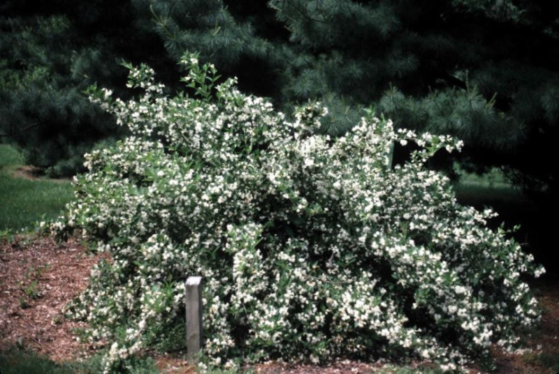 Vajgélia ´Snow Flake´