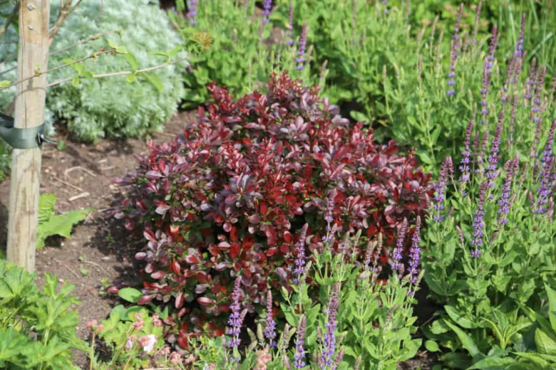 Dráč Thunbergov "Bagatelle"