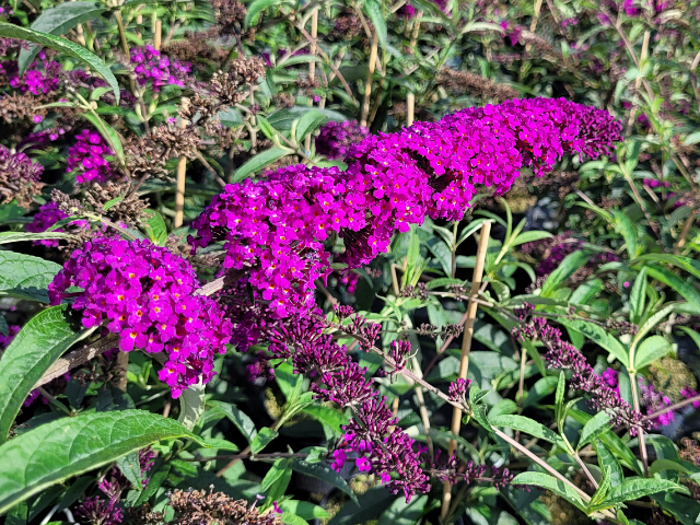 Budleja ´Red Royal´