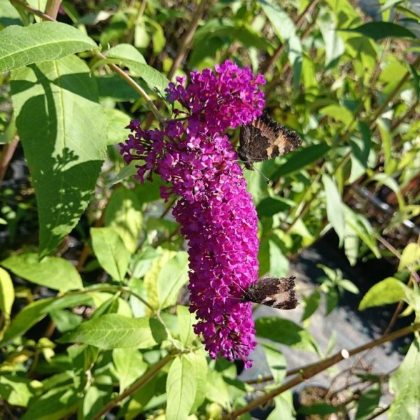 Budleja ´Red Royal´