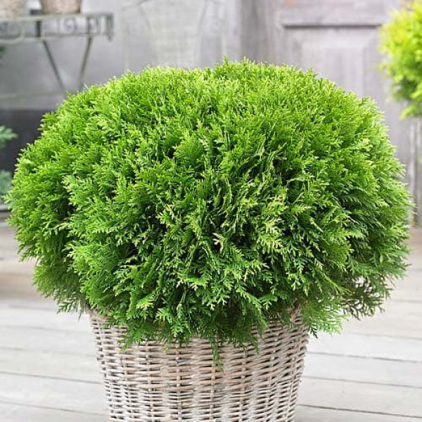 Tuja západná ´Danica´