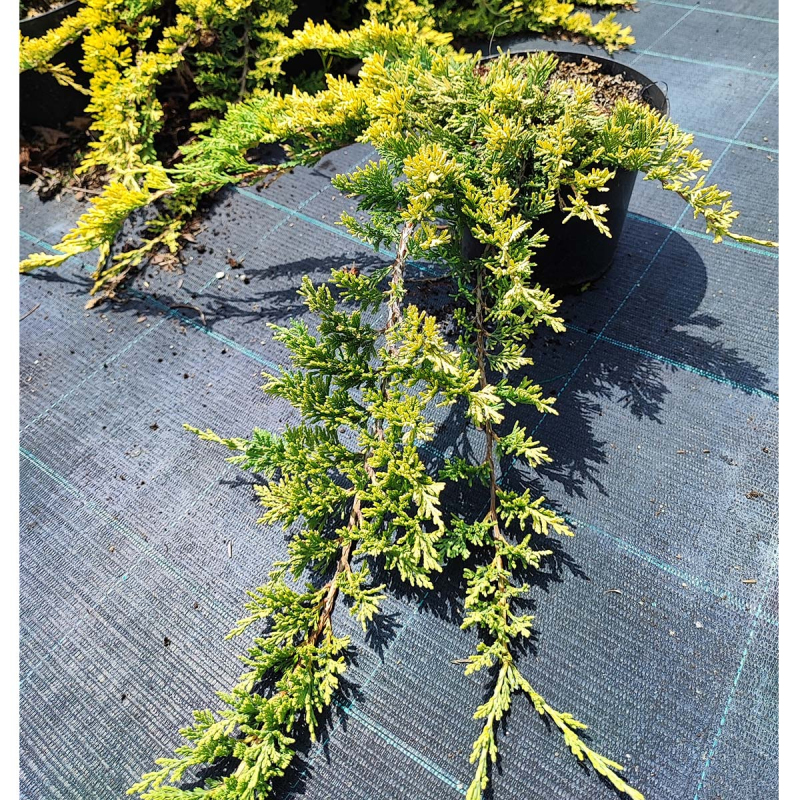 Borievka rozprestretá ´GOLDEN CARPET´