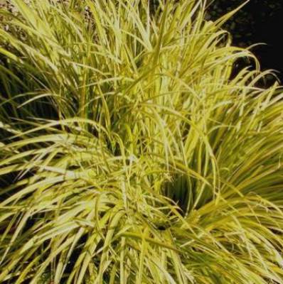 Puškvorec trávolistý ´Golden Delight´ 9x9