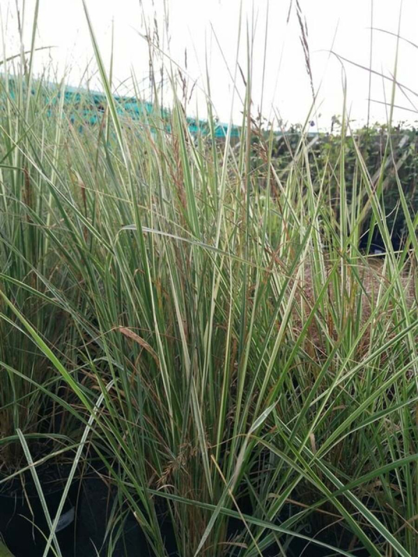 Smlz ostrokvetý ‘Overdam’ 9x9