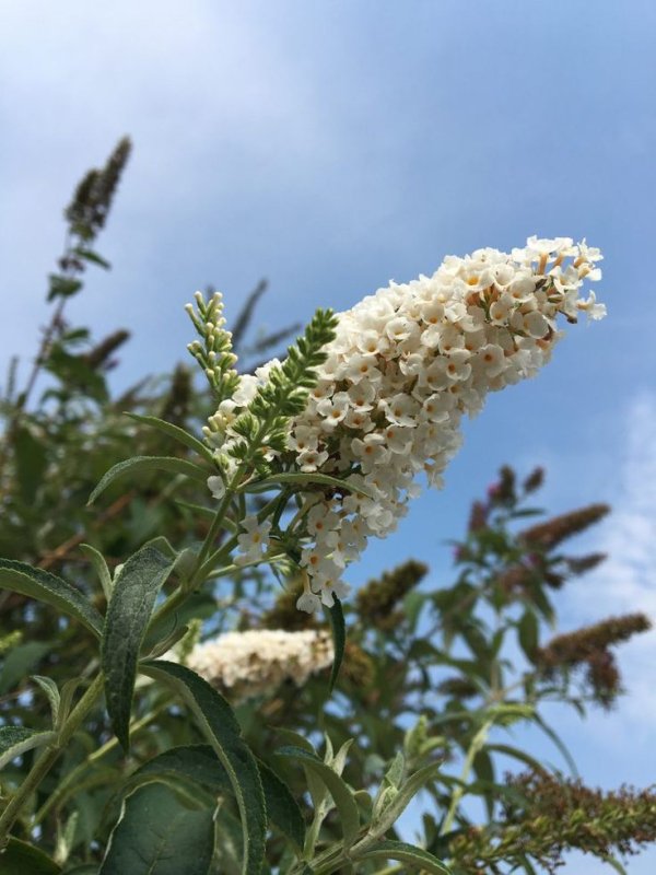 Budleja davidii ’White Profusion´