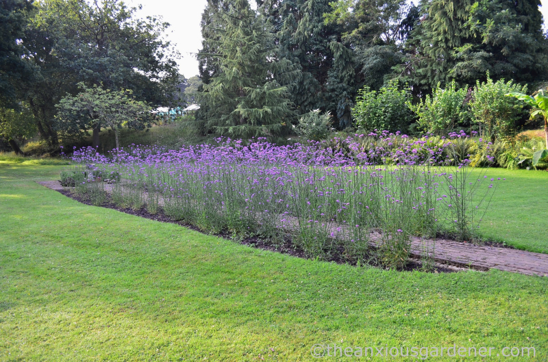 Železník argentínsky