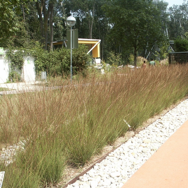 Bezkolenec "Edith Dudszus"