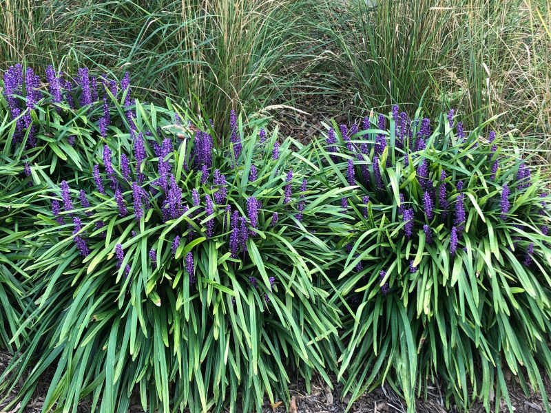 Liriopa modrincová ´Royal Purple´