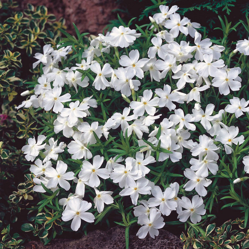 Flox šidlolistý  ’White Delight’