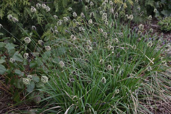 Ostrevka karpatská 9x9