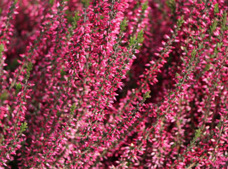 Vres obyčajný ´Aphrodite´