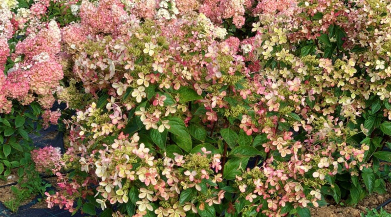 Hortenzia metlinatá ´Pastelgreen´