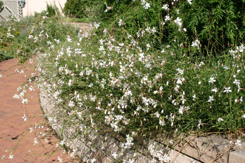 Gaura ʹWhirling Butterfliesʹ