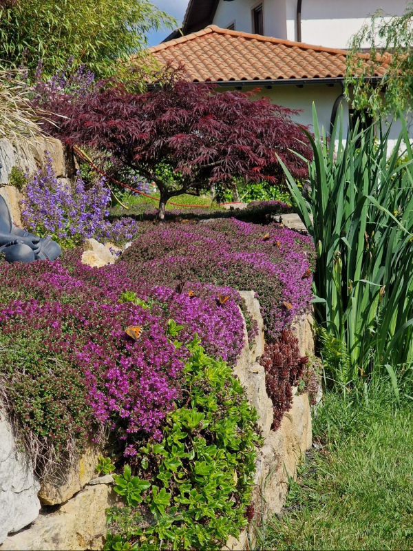 Materina dúška ´Red Carpet´