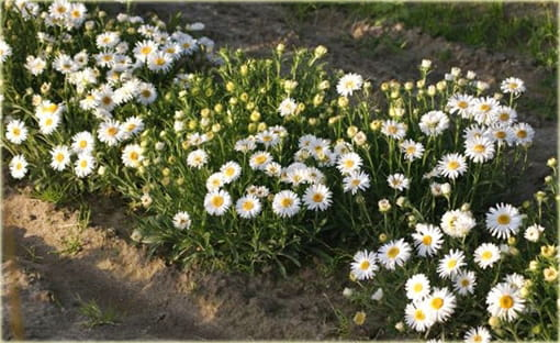 Astra alpinska ´White´