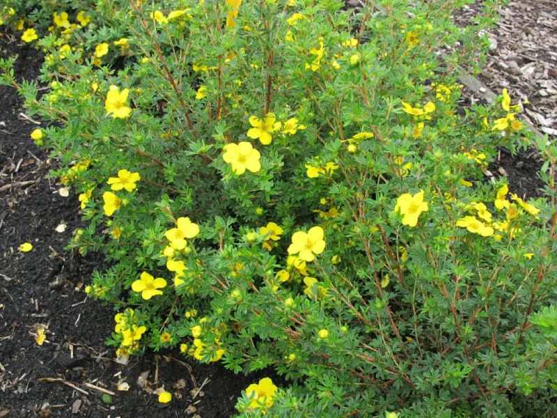 Nátržník krovitý ‘Klondike’