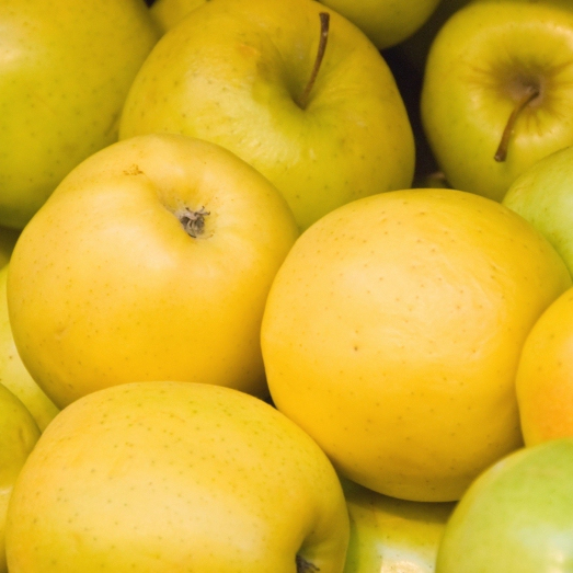 Jabloň ´Golden Delicious´ zimná, podp. M9, voľnok