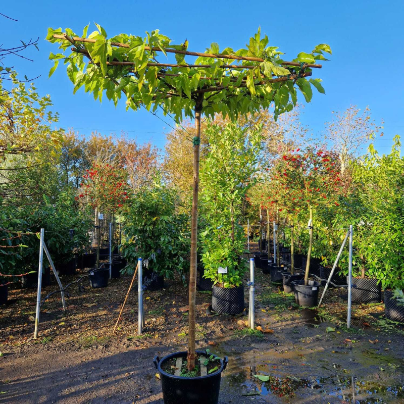 Moruša platanolistá ’Fruitless’