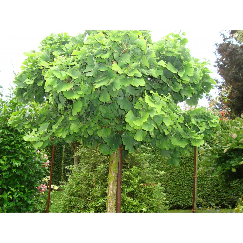 Ginko ´Mariken´ na kmienku