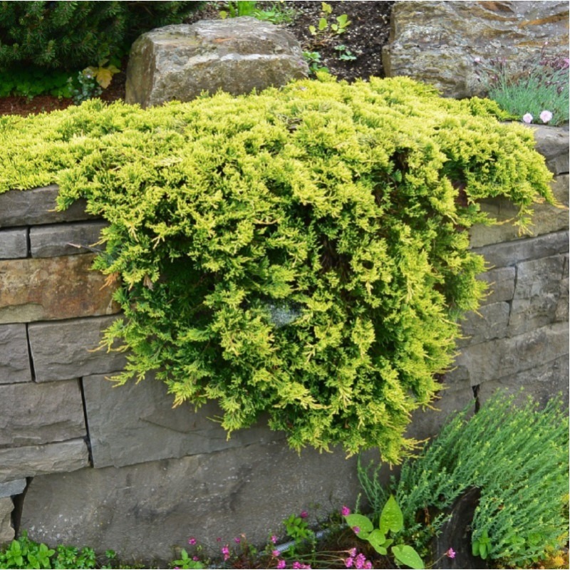 Borievka rozprestretá ´GOLDEN CARPET´