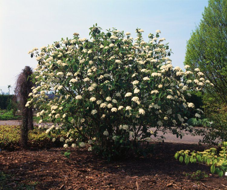 Kalina vrásčitolistá 80l