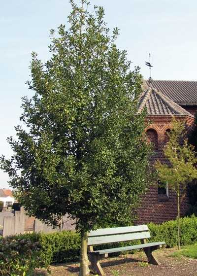 Cezmína ostrolistá