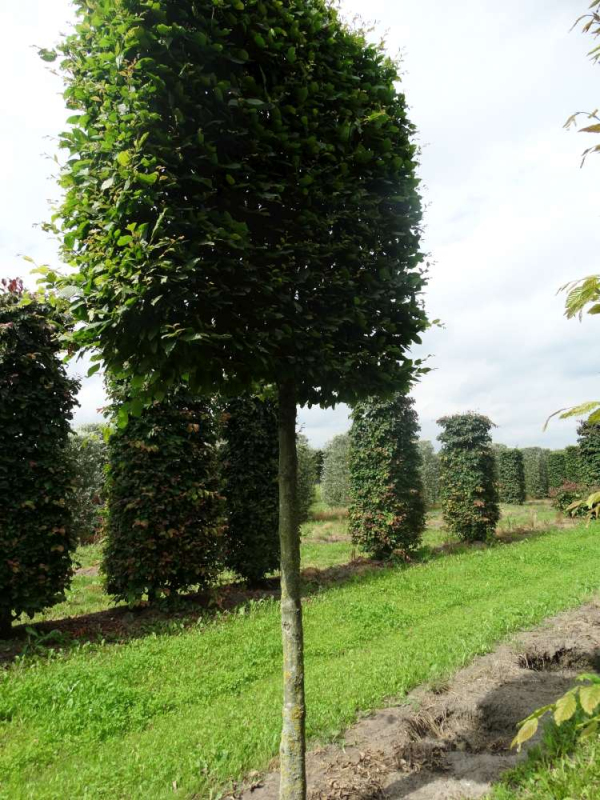 Hrab obyčajný ´Obdĺžnik 60x60x80cm´ na kmienku