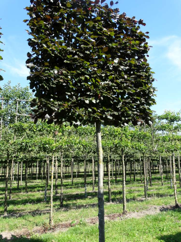 Hrab obyčajný ´Obdĺžnik 60x60x80cm´ na kmienku