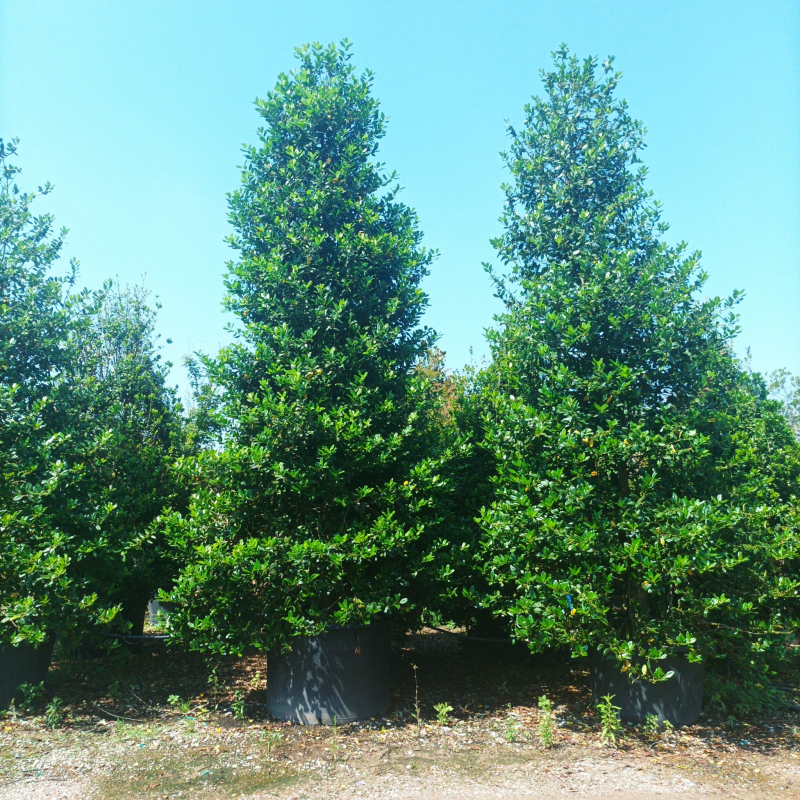 Cezmína ostrolistá