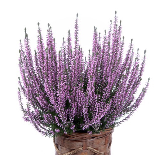 Vres obyčajný ´Hilda´