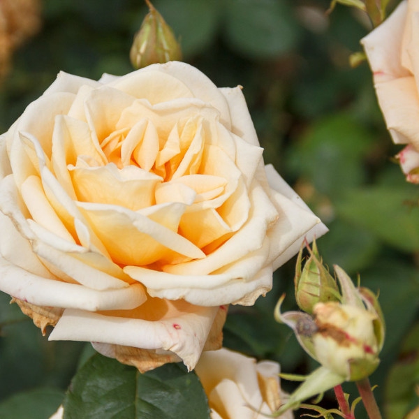 Ruža stromčeková ´Helenka´