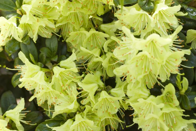 Rododendrón ´Princess Anne´