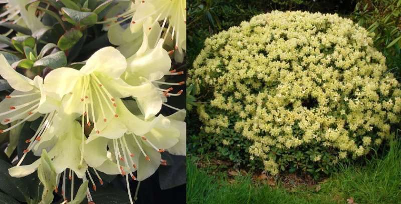 Rododendrón ´Princess Anne´