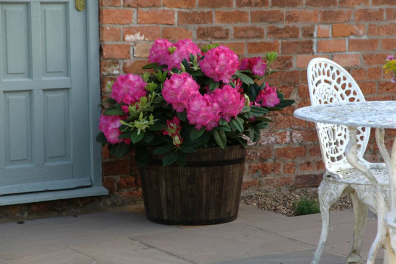 Rododendron  "Germania"