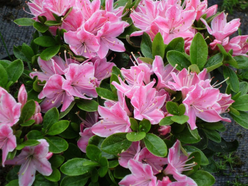 Azalka japonská ´Kermesina rose´