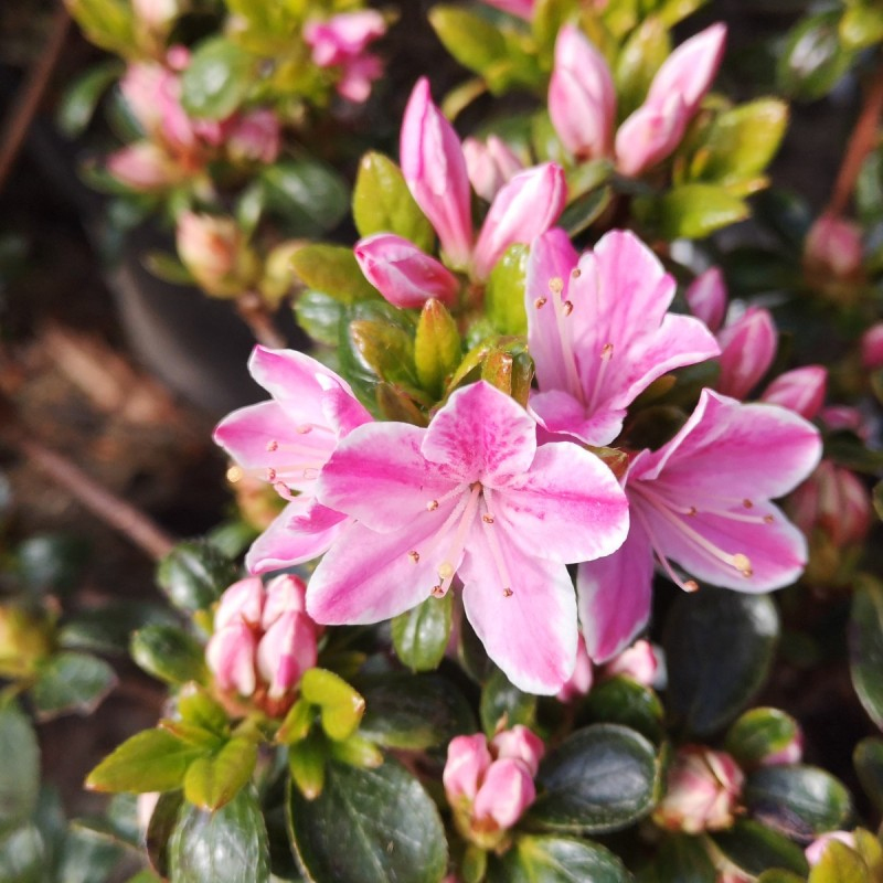 Azalka japonská ´Kermesina rose´