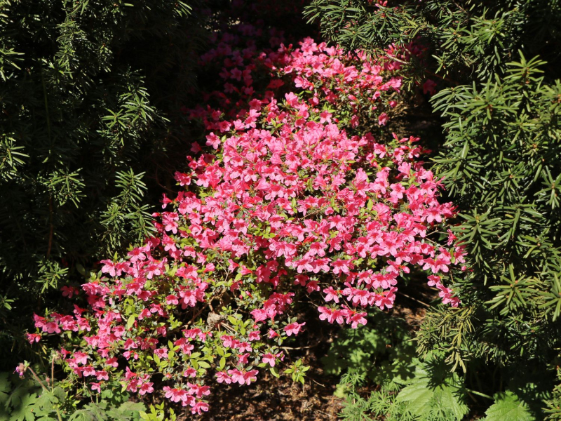 Azalka japonská ´Van Hecke´