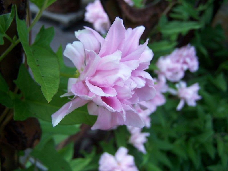 Opletník brečtanolistý ’Multiplex’