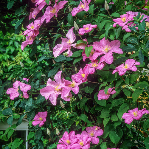 Plamienok ´Comtesse de Bouchaud´