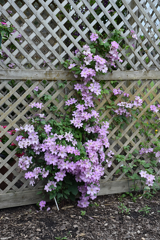 Plamienok ´Comtesse de Bouchaud´