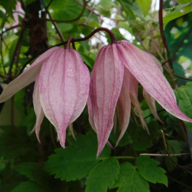 Plamienok  ’Pink Swing’