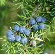 Borievka obyčajná(jalovec) (Juniperus communis)