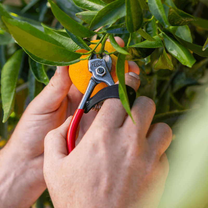 FELCO 330  Nožnice na ovocie