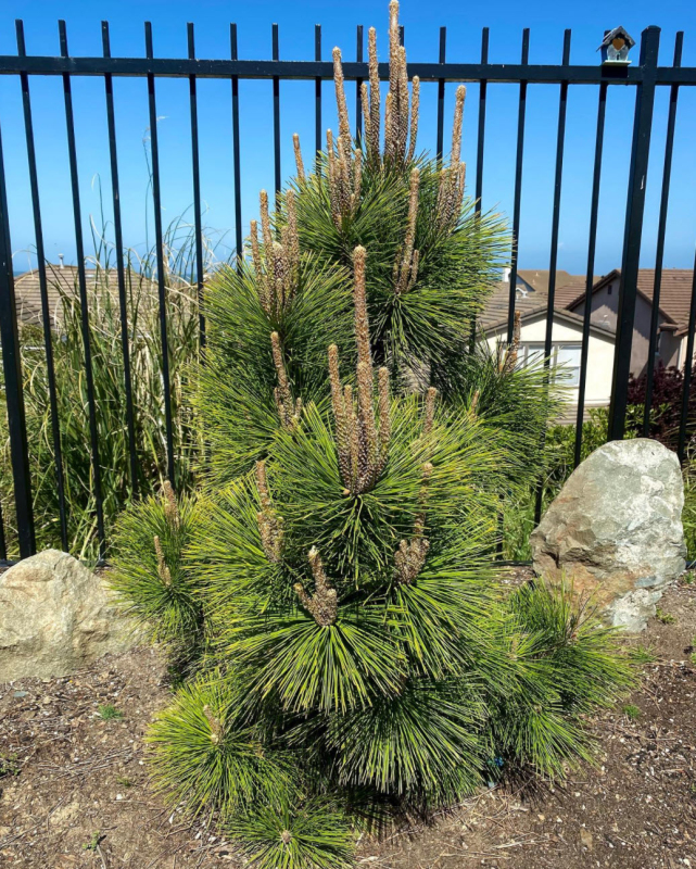 Borovica thunbergová Thunderhead
