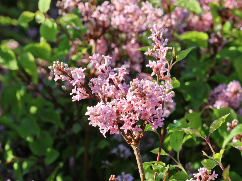 Orgován meyerov ’Flowerfesta’ Pink