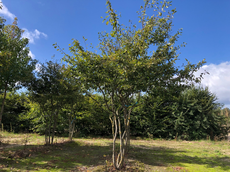 Muchovník Lamarckov viackmenný