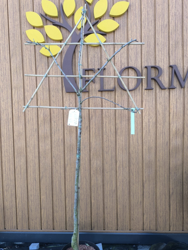 Jabloň tvarovaná ´Elstar´ - Špalliera