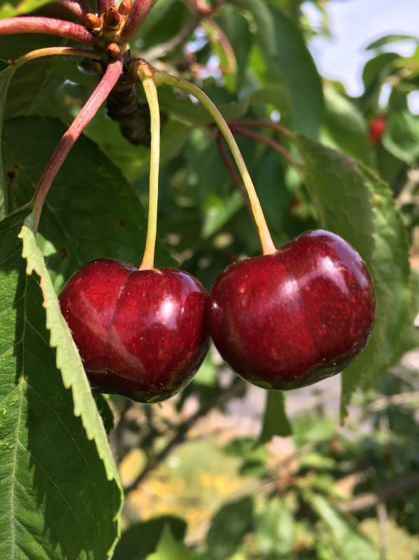 Čerešňa tvarovaná ´Schneiders Späte Knorpelkirsche´ - Špalliera